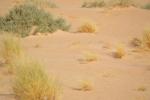 Fauvette du désert / African Desert Warbler