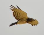 Circaète de Beaudouin / Beaudouin's Snake Eagle