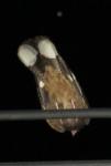 Engoulevent d'Europe mâle / European Nightjar male