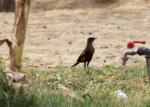 Traquet brun / Northern Anteater Chat