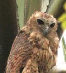 Chouette-pêcheuse de Pel / Pel's Fishing Owl