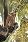 Chouette-pêcheuse de Pel / Pel's Fishing Owl