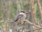 Martin-chasseur strié / Striped Kingfisher