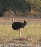 Autruche d'Afrique / Ostrich