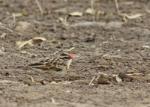Veuve dominicaine mâle en mue / Pin-tailed Whydah