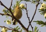 Phyllolaïs à ventre jaune / Buff-bellied Warbler