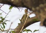 Pic à taches noires mâle / Fine-spotted Woodpecker