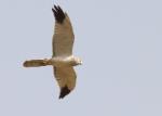 Busard pâle mâle subadulte / Pallid Harrier