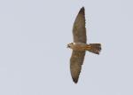 Faucon lanier adulte / Lanner Falcon adult