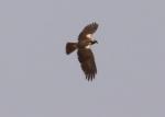 Busard des roseaux femelle / Western Marsh Harrier