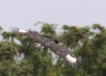 Aigle huppard adulte / Long-crested Eagle adult