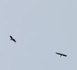 Cigogne noire / Black Stork