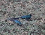 Choucador à longue queue / Long-tailed Glossy Starling