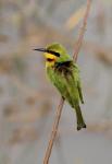 Guêpier nain / Little Bee-eater