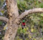 Souimanga à poitrine rouge / Scarlet-chested Sunbird