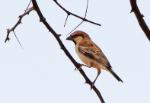 Moineau roux du Kordofan / Kordofan Rufous Sparrow