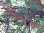 Coucou africain juvénile / African Cuckoo juvenile