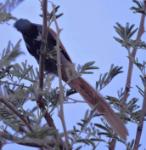 Tchitrec d'Afrique x  ventre roux / African x Red-bellied Paradise Flycatcher