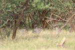 Pintade de Numidie meleagris / Helmeted Guineafowl