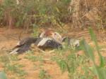 Calao à bec rouge / Northern Red-billed Hornbill