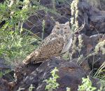 Grand-duc ascalaphe / Desert Eagle Owl