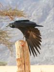 Corbeau à queue courte / Fan-tailed Raven