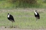 Cigogne épiscopale / Woolly-necked Stork