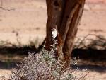 Traquet du désert / Desert Wheatear