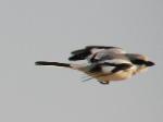 Pie-grièche méridionale / Southern Grey Shrike