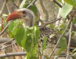Calao à bec rouge juv/Northern Red-billed Hornbill