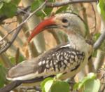 Calao à bec rouge M / Northern Red-billed Hornbill