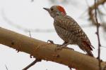 Pic gris / Little Grey Woodpecker