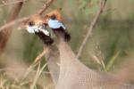 Pintade de Numidie meleagris / Helmeted Guineafowl