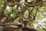 Pic à taches noires / Fine-spotted Woodpecker