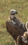 Vautour oricou / Lappet-faced Vulture
