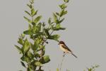 Pie-grièche à tête rousse mâle / Woodchat Shrike