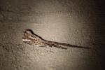 Engoulevent à longue queue / Long-tailed Nightjar