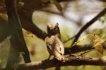 Petit-duc africain / African Scops Owl