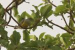 Colombar waalia / Bruce's Green Pigeon