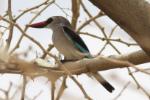 Martin-chasseur du Sénégal / Woodland Kingfisher