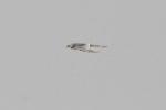 Elanion naucler / African Swallow-tailed Kite