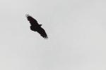 Corbeau à queue courte / Fan-tailed Raven