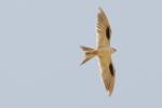 Elanion naucler / African Swallow-tailed Kite
