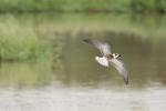 Guifette leucoptère / White-winged Black Tern