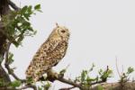 Grand-duc ascalaphe / Desert Eagle Owl