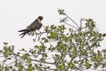 Faucon hobereau / Eurasian Hobby