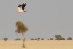 Vautour percnoptère / Egyptian Vulture