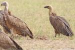 Gyps africain / White-backed Vulture