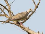 Tourterelle rieuse / African Collared Dove