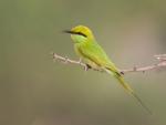 Guêpier d'Orient / Little Green Bee-eater